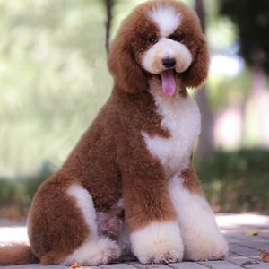 犬舍出售纯种网红赛级血统巨型贵宾泰迪可爱茶杯幼犬活体真宠物狗