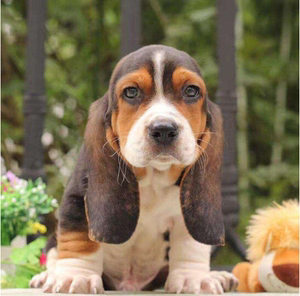 纯种巴吉度活体宠物狗狗猎兔犬巴吉度幼犬小型犬狗狗活体宠物狗