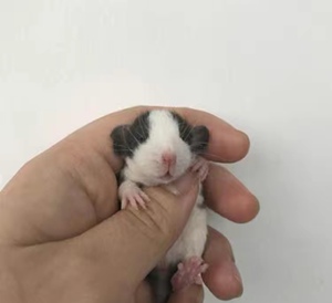 飞象耳花枝鼠活体宠物幼鼠暹罗卷毛白鼻子哈士奇正脸花脸家养