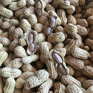 梅州客家特产正宗平远东石花生水煮日晒东石秋花生带壳咸干花生