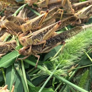 纯公蝗虫蚂蚱丁蜢纯公蚂蚱蟋蟀画眉鸟绣眼鸟食画眉提性