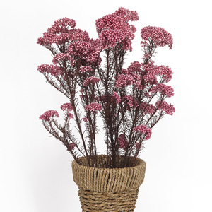 小米花干花真花材插花永生花酒吧家居客厅装饰摄影道具网红花束