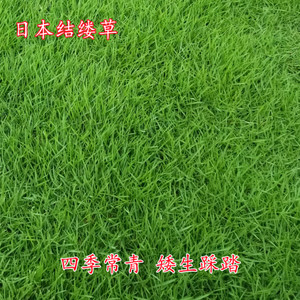 日本进口结缕草矮生四季常青耐践踏草坪草籽庭院足球场绿化草种子
