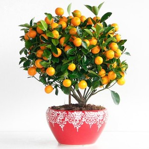 年桔盆栽金橘桔子盆栽年宵花卉果树四季观赏的小金桔盆景室内大型