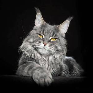 缅因猫幼猫纯种俄罗斯虎斑烟灰色长毛猫咪活物巨大型缅甸宠物猫舍