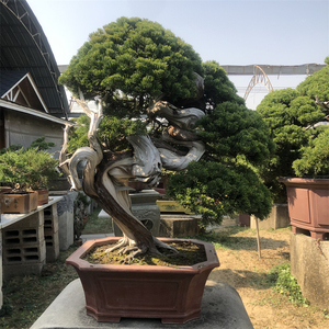 大型济州真柏老树桩临水盆景台湾真柏舍利干别墅庭院耐寒常青盆景