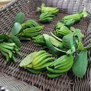 金华特产佛手佛手果摆件迷你清供佛手柑鲜果香橼小