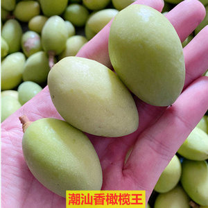 潮汕新鲜青橄榄青果500g现摘包邮香榄黄榄榨汁泡酒煲汤水果