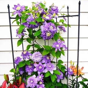 海蒂的花园铁线莲爬藤植物乌托邦如古青瓷小鸭花柱阳台花卉盆栽