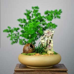 蓬莱松植物生肖猴