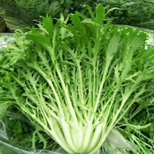 新鲜苦菊蔬菜苦细叶火锅菜苦叶生菜苦苣沙拉菜狗芽菜蘸酱菜凉拌菜