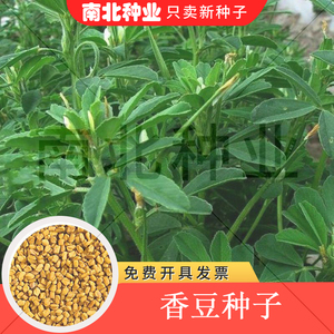 香豆种子 中华香草香囊草种子东北端午做香包用 2021新款种籽