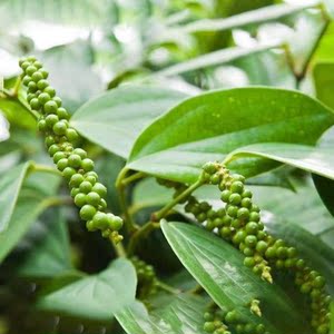 白胡椒树苗 黑胡椒苗 胡椒地栽苗盆栽都可以当年结果南北方种果苗