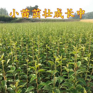 正宗新疆香梨树苗嫁接梨树苗库尔勒香梨树苗红香酥南北种植果树苗