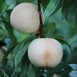 新品种毛桃树苗嫁接苗南方北方种植特大白如玉桃子苗白桃树果树苗