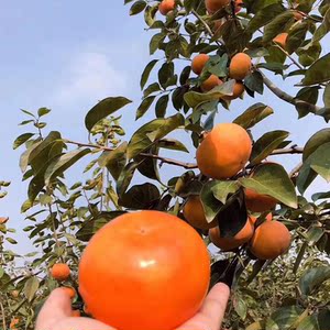 新品种浙江吊红柿子树苗 盆栽自然脱涩太秋甜柿脆柿苗 方柿火晶柿