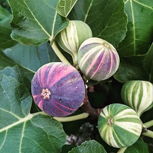 盆栽无花果树果苗1加仑波姬红沭阳菲果拉苗木阳台含盆带果bnr彩虹