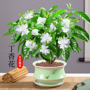 丁香花树苗盆栽花卉植物室内外阳台庭院老桩绿植四季开花好养盆