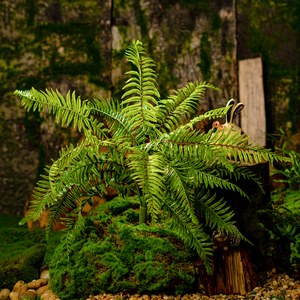 皇家森林仿真蕨类植物假花草室内软装绿植墙造景观装饰绿色大叶子