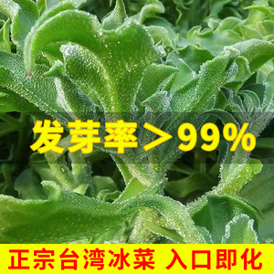 台湾水晶冰菜种子冰草菜种籽秋冬耐寒四季阳台种植蔬菜种孑大全