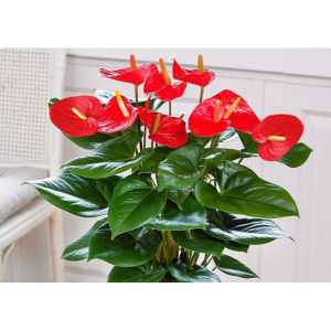 红掌盆栽红掌白掌盆栽植物室内花卉水培一帆风顺大盆水养绿植红