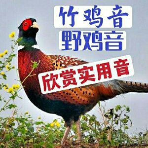 高清竹鸡音卡内存卡野七彩鸡叫声内存卡实用竹野山林鸡声音卡tf