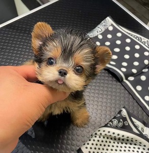 约克夏小型犬宠物狗狗长不大活体当天发货金约幼犬不掉毛