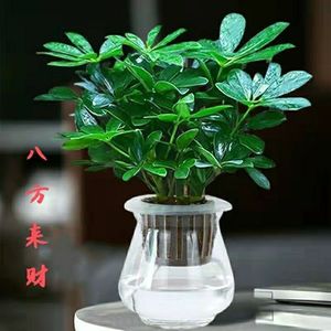 水培植物】八方来财绿植盆栽镇宅旺财植物发财树招财树四季常青精