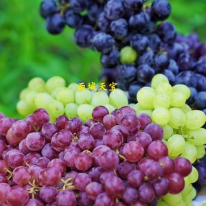 新疆特产 三色葡萄(玻璃翠黑葡萄无核白 4斤左右/箱 生鲜水果