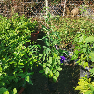 000人付款淘宝2021新品阳台盆蝴蝶豆花苗食用花茶蓝栽