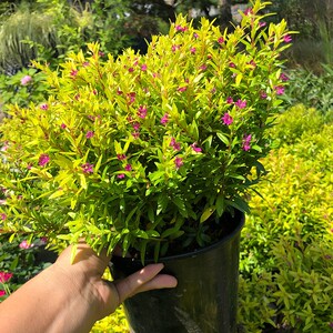 金叶满天星盆栽带花耐寒 户外花园植物多年生常绿灌木金色红宝石