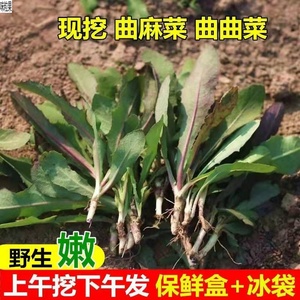 苦苦菜野生新鲜