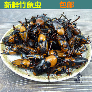 食用昆虫竹象虫象鼻虫竹笋虫竹蜂新鲜冷冻500克