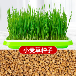小麦种子兔子草种孑种籽麦芽糖大麦黑麦芽苗菜种子育苗盘猫薄荷
