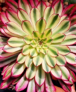 多肉仙墨法师锦细叶单头手捧砍头8元一颗阳台趣味美观庭院室内窗