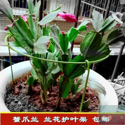 蟹抓兰架子