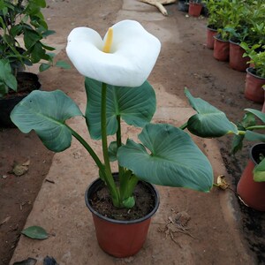 海芋可水培花g卉绿植白色马蹄莲花苗盆栽室内阳台植物马蹄莲带花
