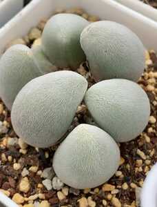 番杏多肉宝辉玉肉锥产地已经服盆1-3头随机发块另有一物一拍