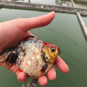 金鱼活体观赏鱼淡水鱼v樱花鎏金短尾高背五花鎏金鱼