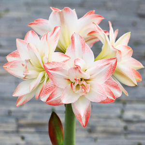 【荷兰朱顶红种球重瓣】荷兰朱顶红种球重瓣品牌,价格 - 阿里巴巴