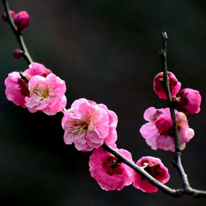 朱砂红梅花浓香型