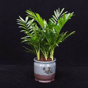 袖珍椰子盆栽室内办o公室绿植吸甲醛净化空气大盆椰子树植物花卉