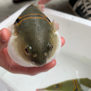 淡水狗头河豚生气的鱼好养热i带观赏鱼水族宠物鱼河豚活鱼 大型