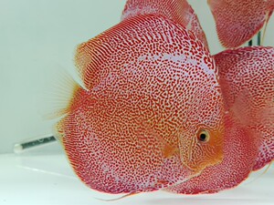 【神仙鱼鱼苗七彩】神仙鱼鱼苗七彩品牌,价格 - 阿里巴巴