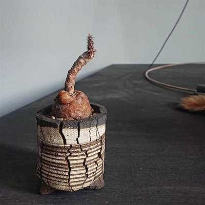 桑梓之乡1淘宝黑龙块根植物冷门创意开花多肉植物办公室小盆栽团扇