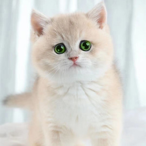 英短蓝金渐层活物幼崽纯种紫金渐层活体幼猫绿眼睛金渐层包子脸