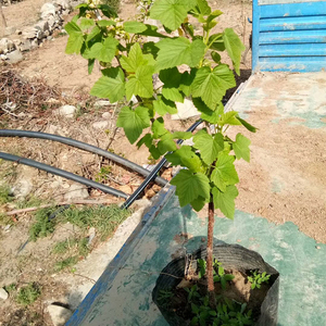 黑加仑树苗黑加仑树葡萄苗南方种植带土发货葡萄苗地栽盆栽果树苗