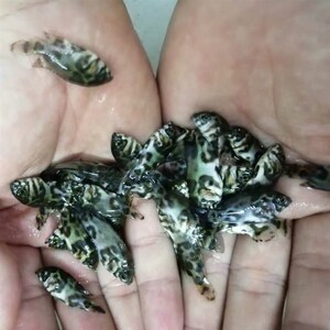 新品鱼苗 活黄鱼观赏鱼热带鱼鱼缸观g赏澳洲黑图野地图体地图包活