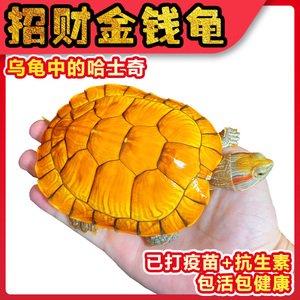 金钱龟招财黄金龟稀有宠物观赏乌龟可爱小乌龟深水吃菜龟活物