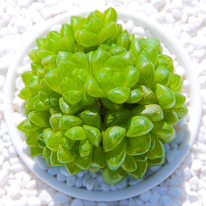 精品植物玉露多肉绿植多肉办公室十二卷属花卉老桩内盆栽草